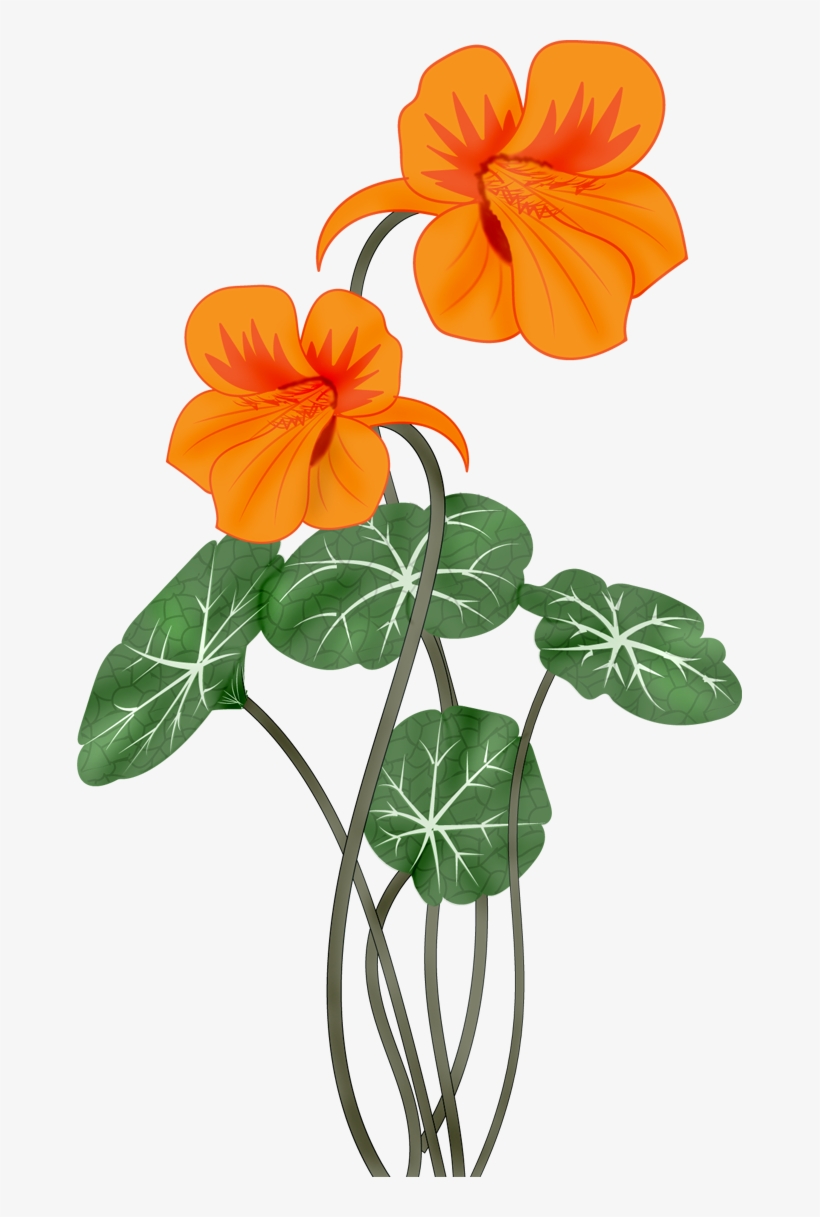 Flowers Vectors Png - Настурция Клипарт, transparent png #190980