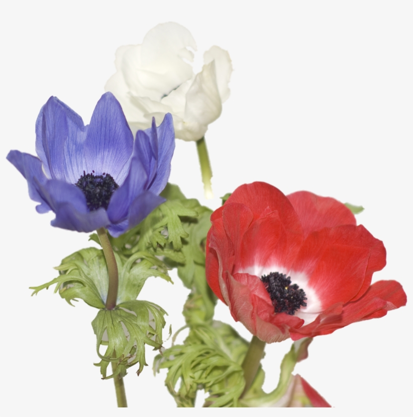 Red,white And Blue - Anemone, transparent png #191093