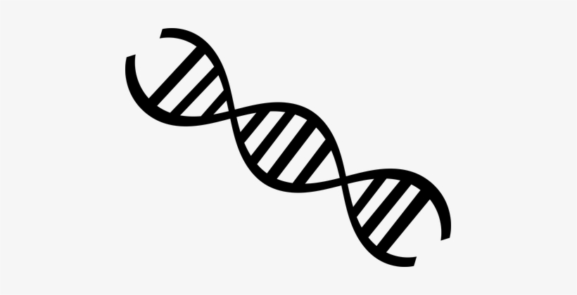 Dna Clipart - We Are More Than Our Brains, transparent png #191463