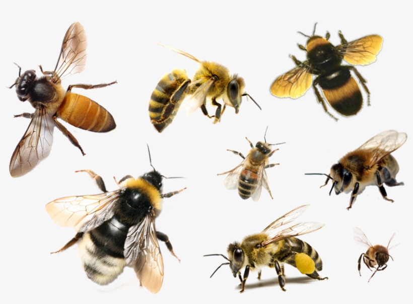 Bee Png Free Download - Grub-and-stakers Quilt A Bee, transparent png #191488