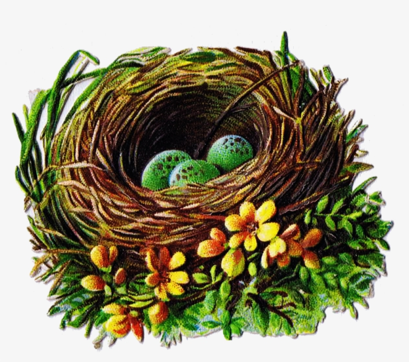 Egg Clipart Bird's Nest - Vintage Birds Nest Png, transparent png #191578