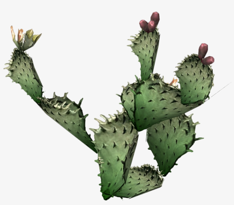 Prickly Pear Cactus - Cactus Png, transparent png #191781