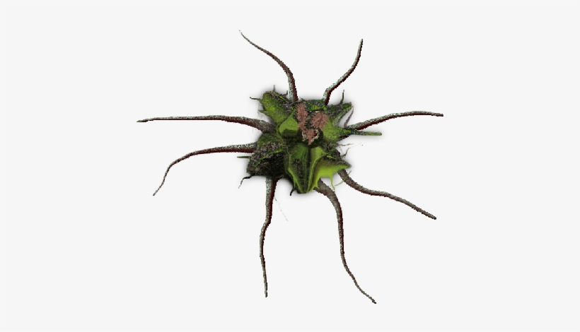 24 Mar 2009 - Spider, transparent png #191830