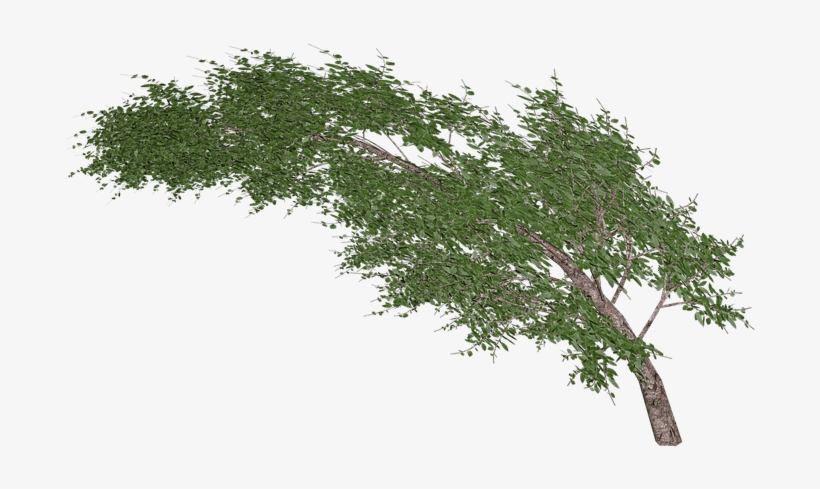 Download - Tree In Wind Png, transparent png #192051
