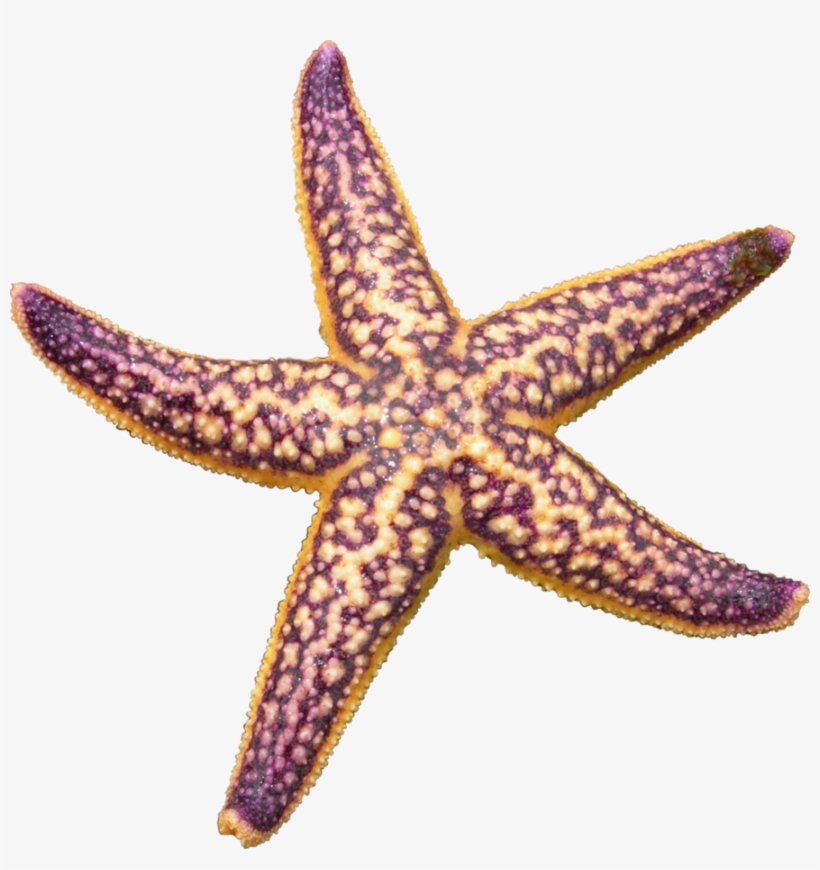 Starfish Png Picture - Starfish Png, transparent png #192192