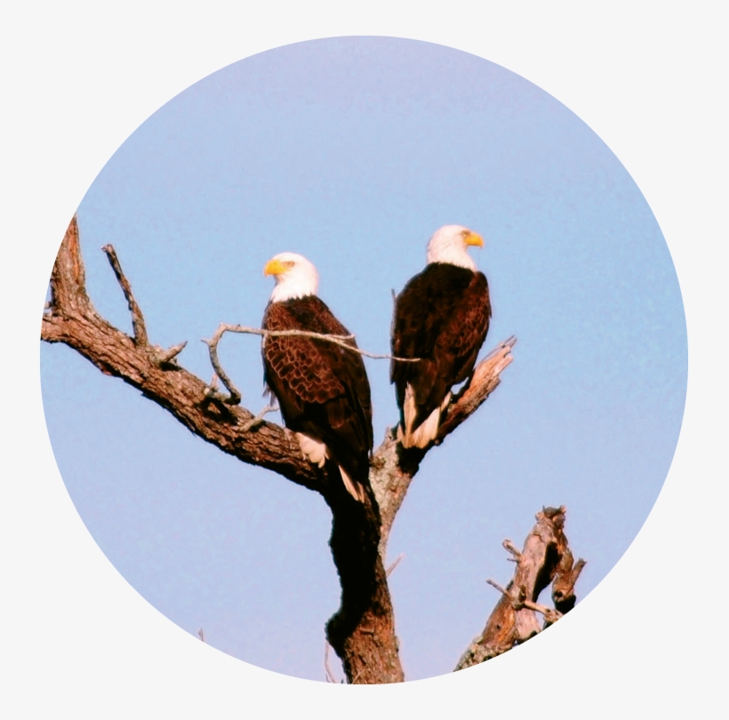 Bald Eagles Are Just A Few Of The Many Birds Found - Bald Eagle, transparent png #192237