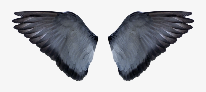 Bird Wing Png - Alas De Animales, transparent png #192307