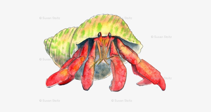 Hermit Crab Png - Hermit Crab, transparent png #193280