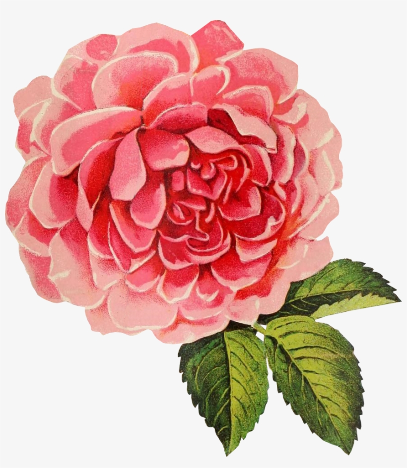 Free Graphic Friday Vine Cabbage Rose Avalon Rose Design - Rose Graphic No Background, transparent png #193420