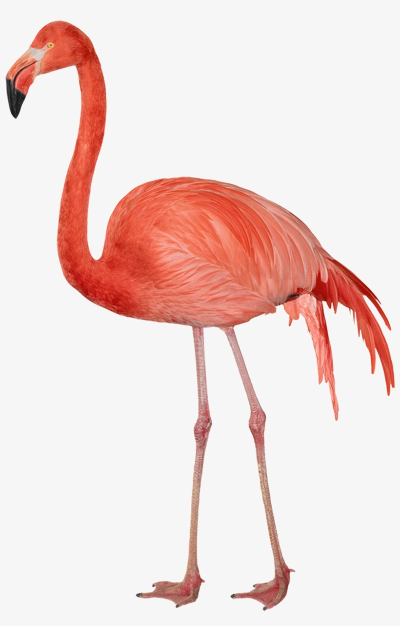 Flamingo Transparent, transparent png #194293