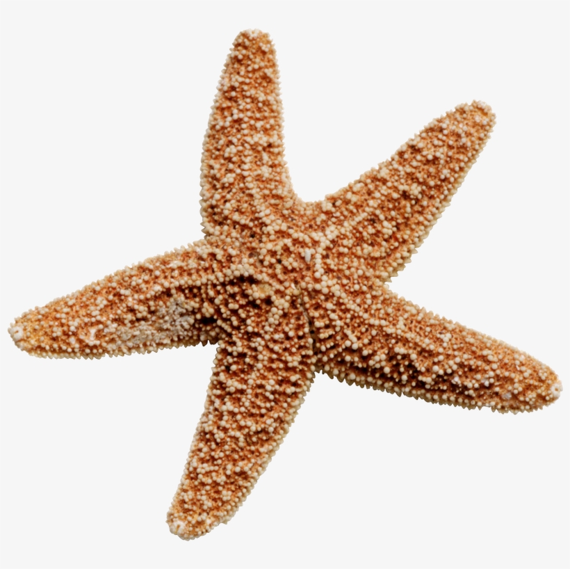Starfish Png, transparent png #195118