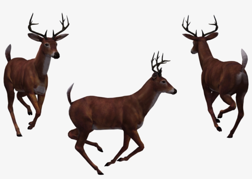 Image - Deer, transparent png #195300