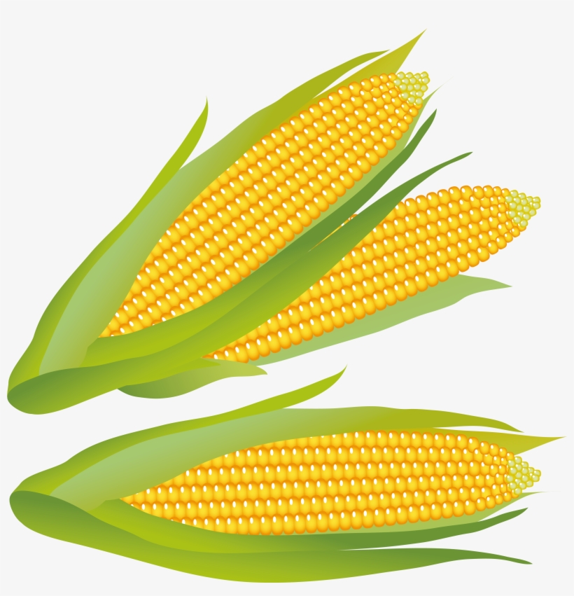 Corn Clipart, transparent png #195301