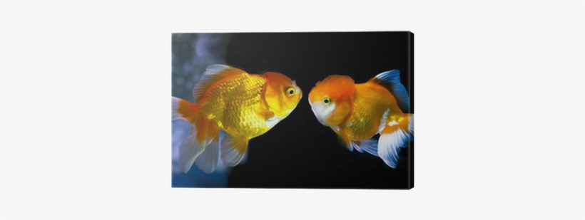 Goldfish In Aquarium - Aquarium, transparent png #195728