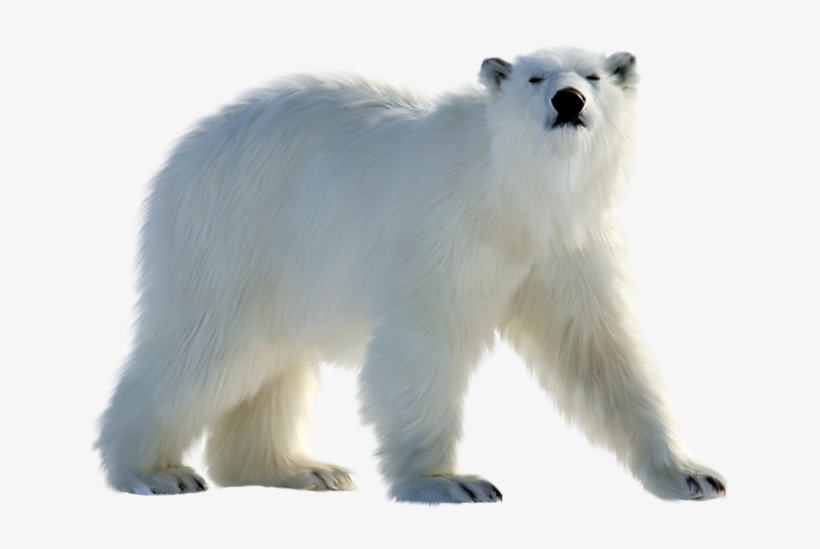 Polar Bear Png, transparent png #195776