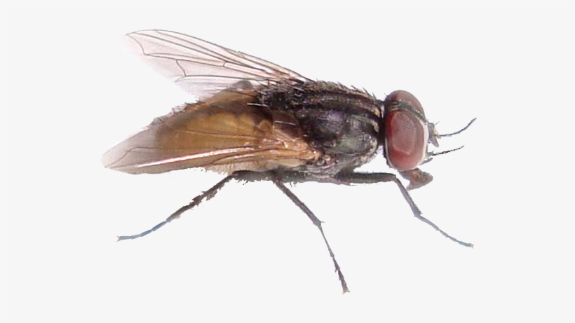 Fly Png File - House Fly, transparent png #195846
