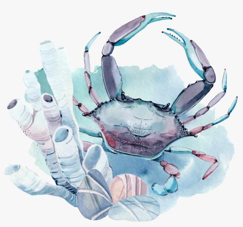 Hand Painted A Seabed Crab Png Transparent - Rote Krabben-verlobungs-party Einladung, transparent png #196145