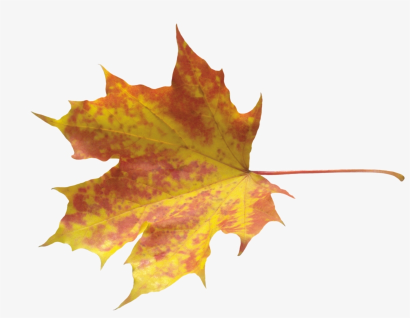 Autumn Leaves Png Image - Осенние Листочки В Png, transparent png #196213