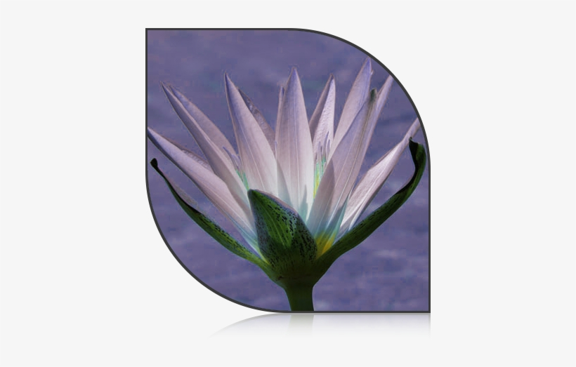 Blue Lotus Flower - Flora Y Fauna De Egipto, transparent png #196283
