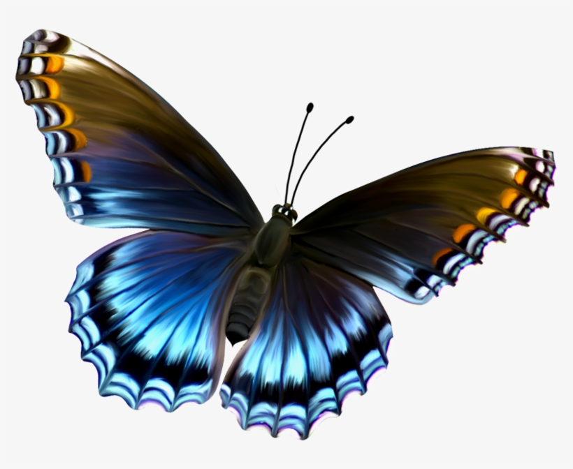 The Latest Collection Of Pictures - Butterfly Transparent, transparent png #196841