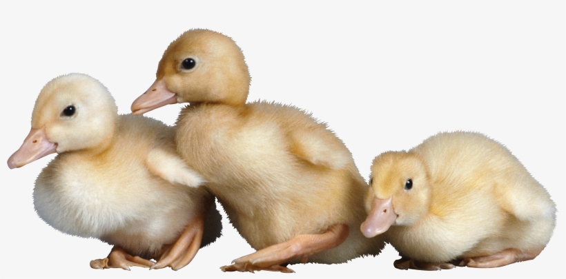 Download - Duck, transparent png #196859