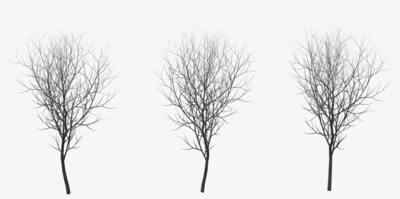 Tree Winter Png - Birch Tree Winter Png, transparent png #196955
