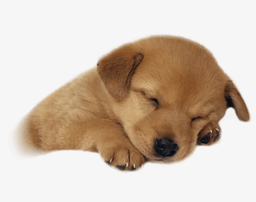 Free Png Cute Puppies Png Images Transparent - Sleeping Puppy Png, transparent png #197109