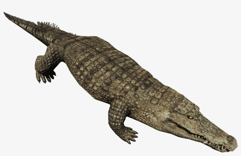 Forest Crocodile, transparent png #197111