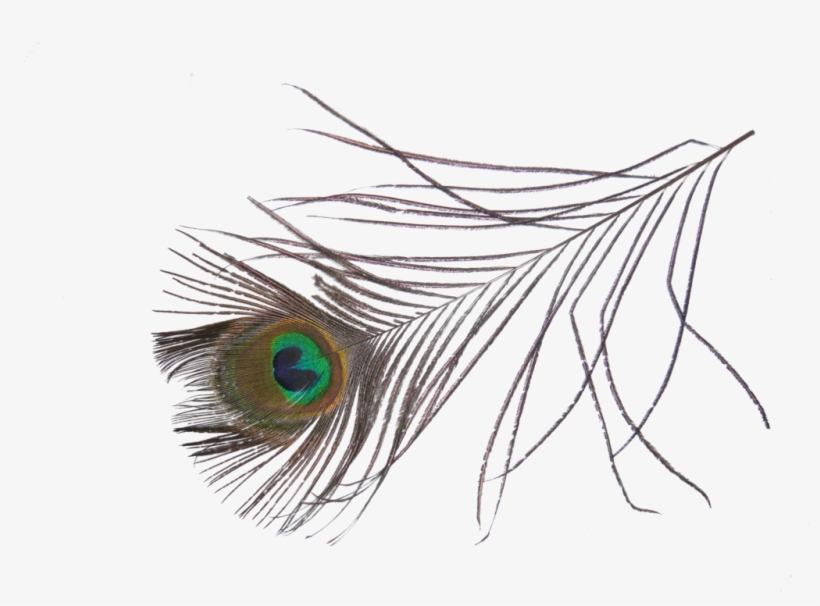Peacock Feather Png Image - Peacock Feather Png File, transparent png #197337