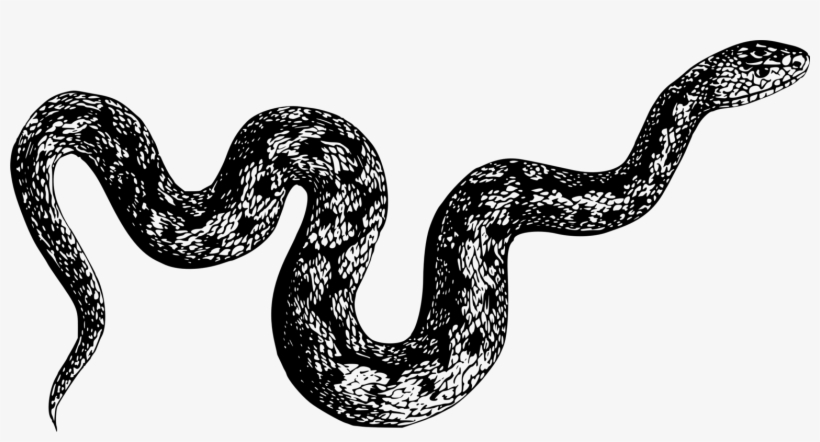 Boa Constrictor Rattlesnake Reptile Venomous Snake - Black And White Snake Png, transparent png #197357
