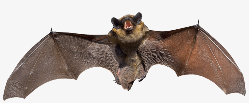 Angry Grey Bat - Bat Small, transparent png #197455