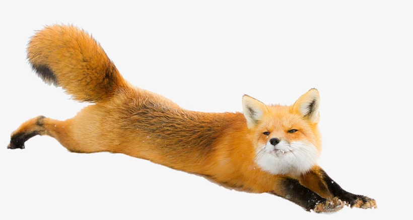 Fox Png, transparent png #197964