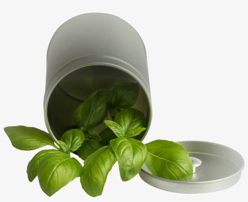 Free Png Basil Leaf Pot Png Images Transparent - Basil Transparent Png, transparent png #198886