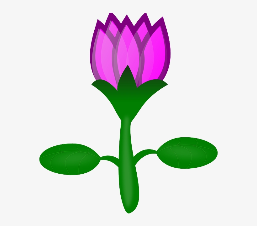 Water Lily, Lotus, Flower, Pink, Plant, Water - Cartoon Flowers No Background, transparent png #199168