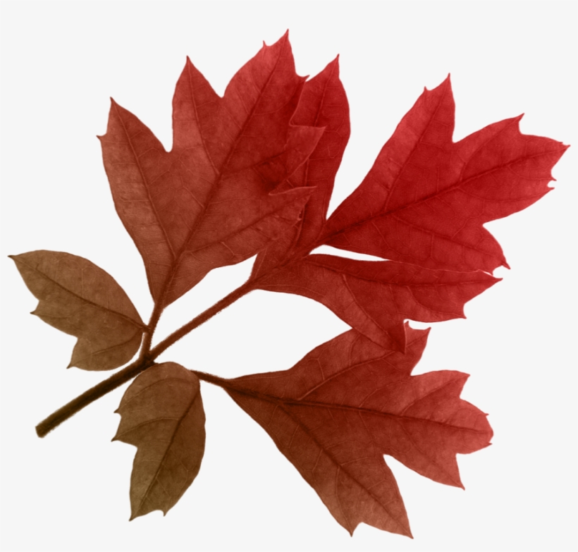 Flower And Leaves For Decorations Transparent Clipart, transparent png #199548