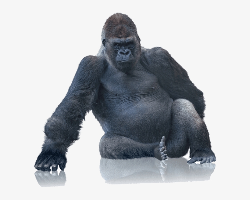 Tough Gorilla Boxes With Our Bubble Wrap - King Kong White Background, transparent png #199712