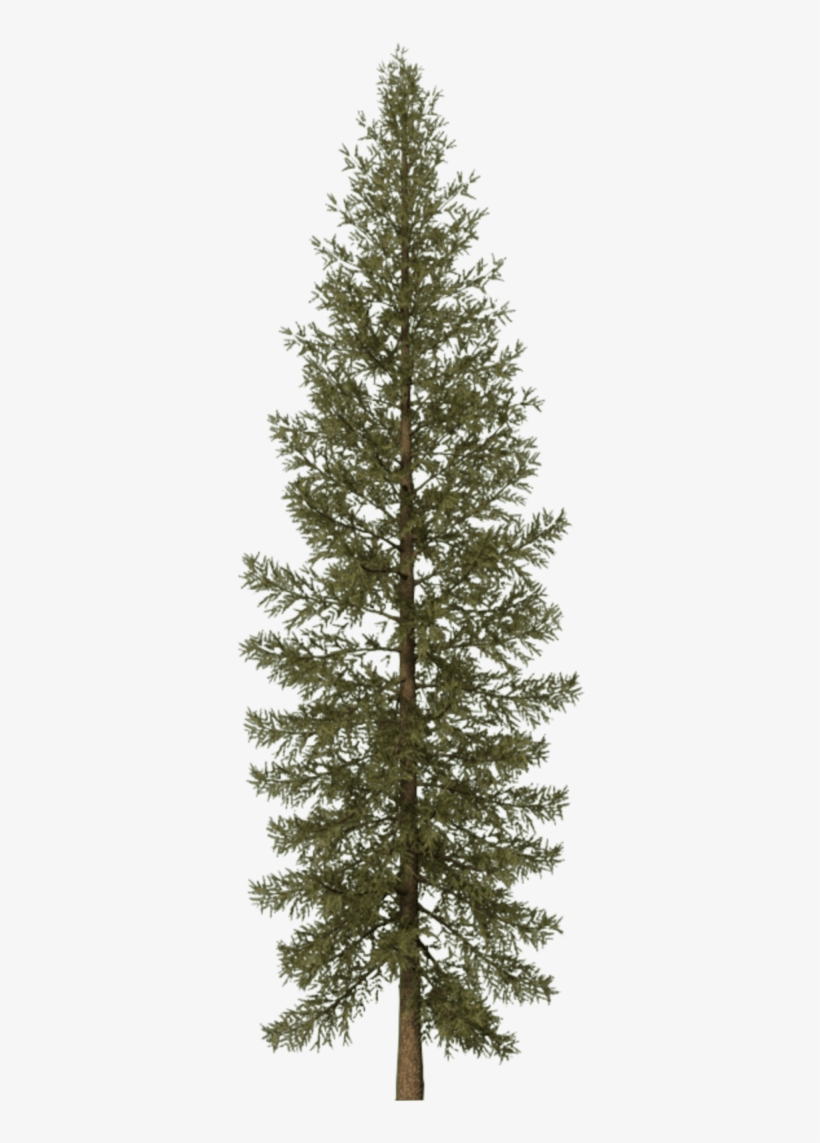 Pine Tree Png Svg Black And White - Douglas Fir Tree Png, transparent png #199828