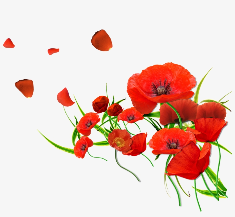 Png Free Download Render Renders Coquelicot Rouge Fleur - Forget Me Not Red Flowers, transparent png #1900078