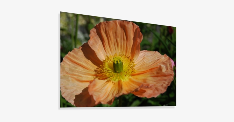 A Poppy Flower Growing Canvas Print - Poppy, transparent png #1900098