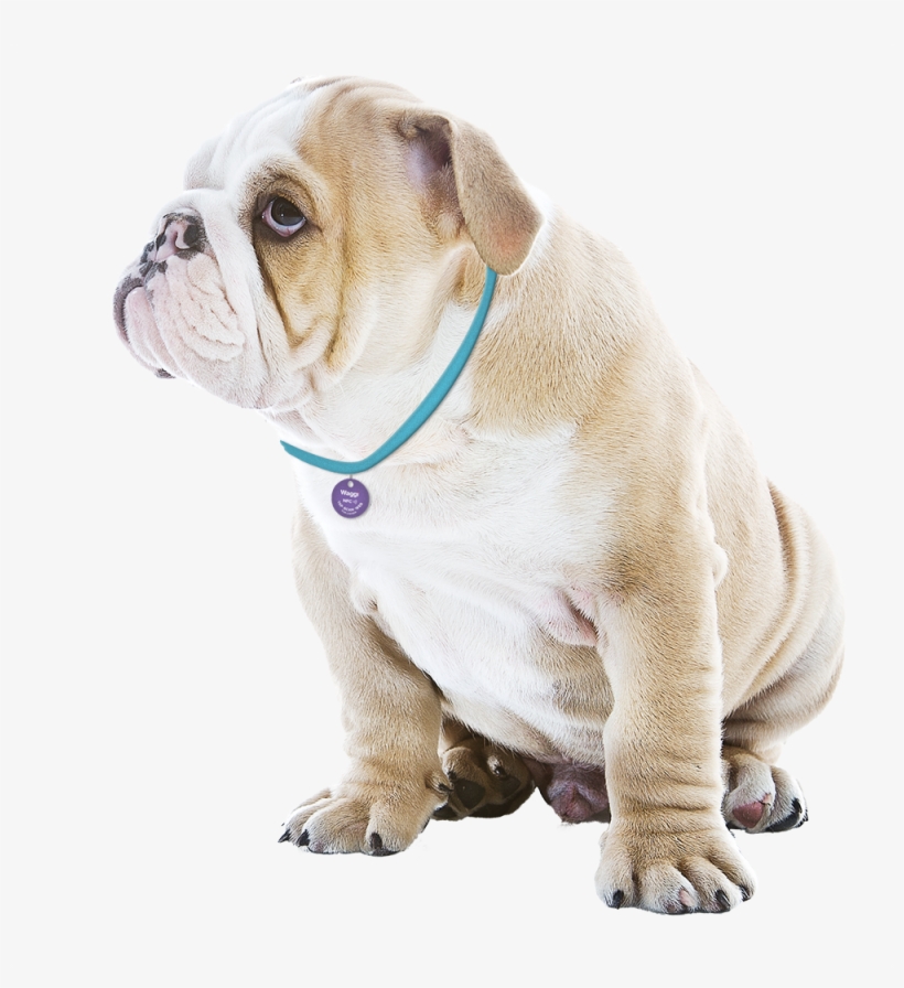 Pet Tracker Waggi Petfinder Smart Id Tag Png Cortana, transparent png #1901491