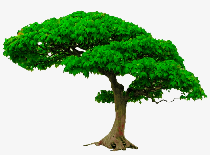 All New Tree Png Zip File, Photoshop Editing Png, Picsart - Tree Png, transparent png #1902985