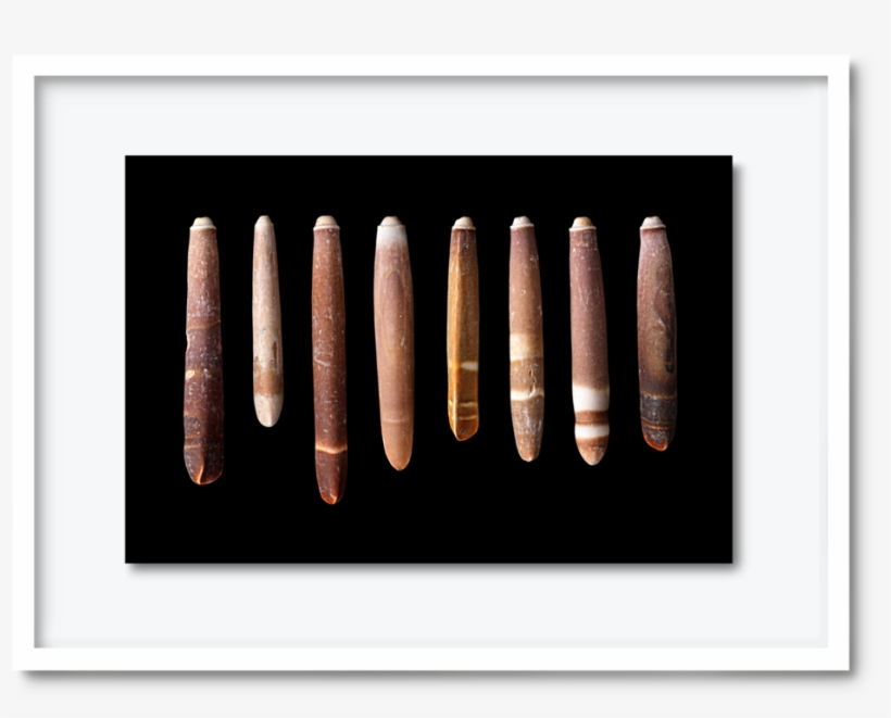 51 - Dav#pearce-shells1, transparent png #1903178