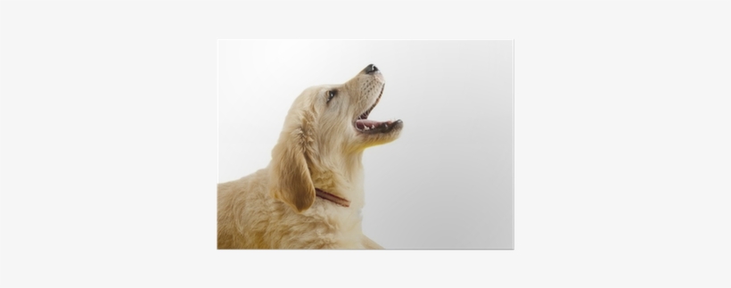 Golden Retriever Puppy With Open Mouth Poster • Pixers® - Dog Barking, transparent png #1903795
