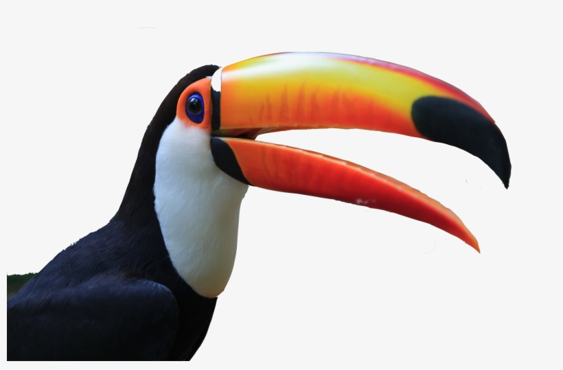 Toucan Do It - Toucan Png, transparent png #1904125