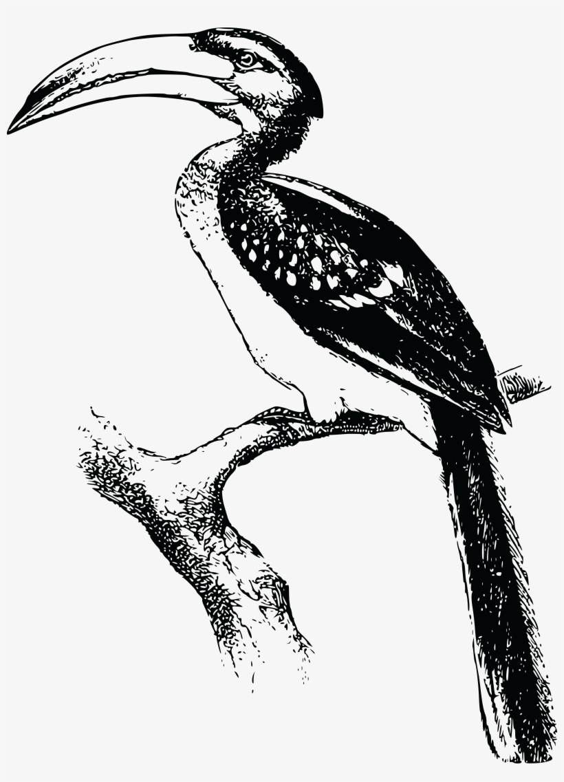 , , - Hornbill Black And White Png, transparent png #1904282