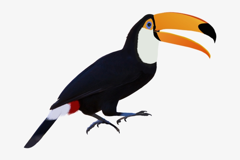 Toucan, transparent png #1904486