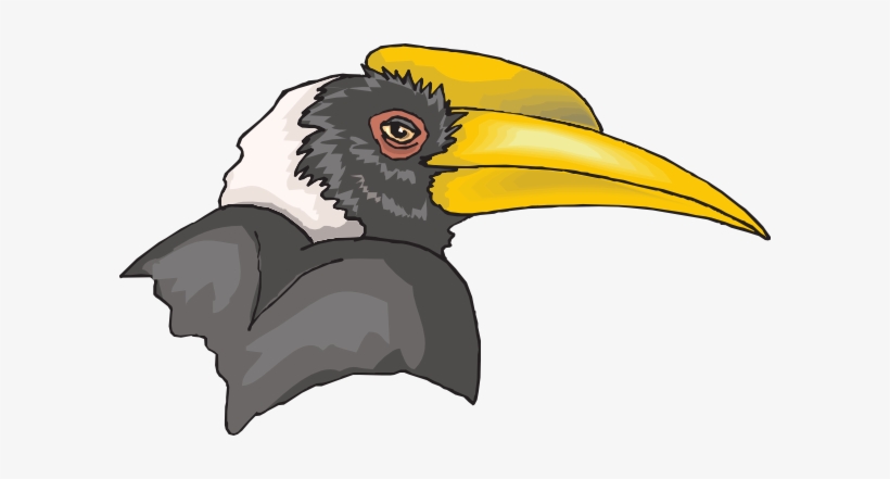 Hornbill Clipart, transparent png #1904569