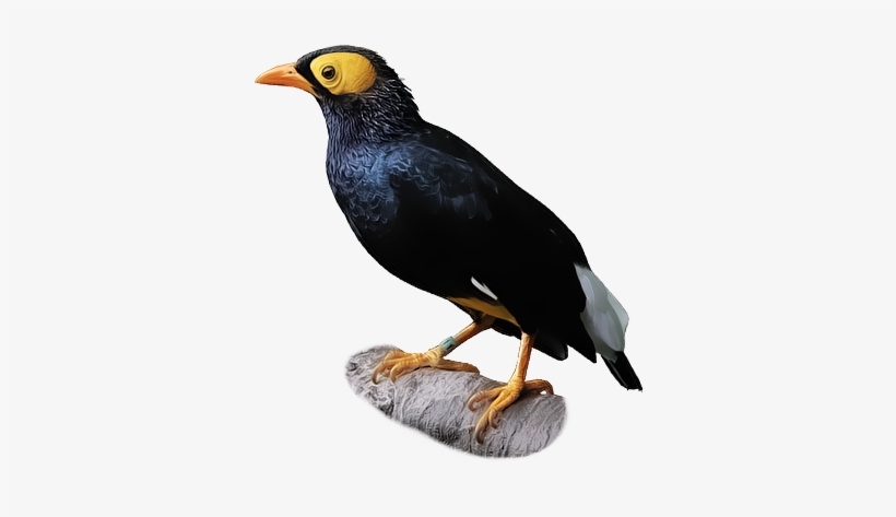 Yellow-faced Myna - Myna, transparent png #1904774