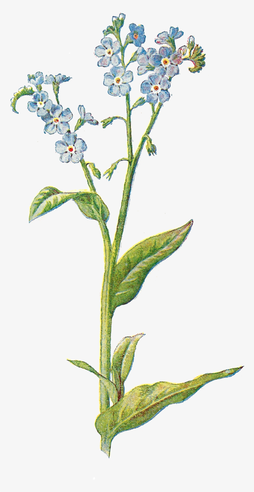 Printable Wildflower Image Download - Forget Me Not Poster, transparent png #1905601