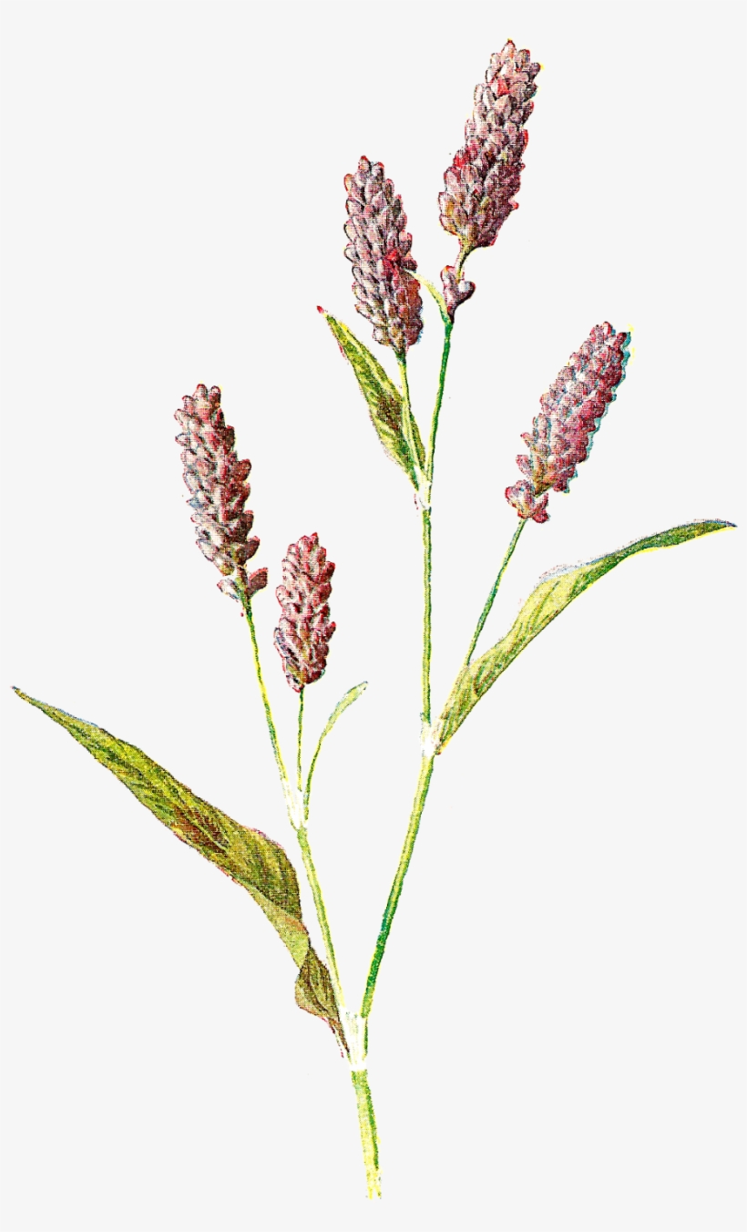 Flower Illustration Png - Vintage Botanical Printables Wild Flower, transparent png #1905608